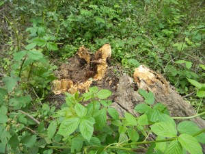 If a tree falls in a forest?