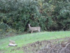 "Oh dear, who's moving into the neighborhood," said the deer.