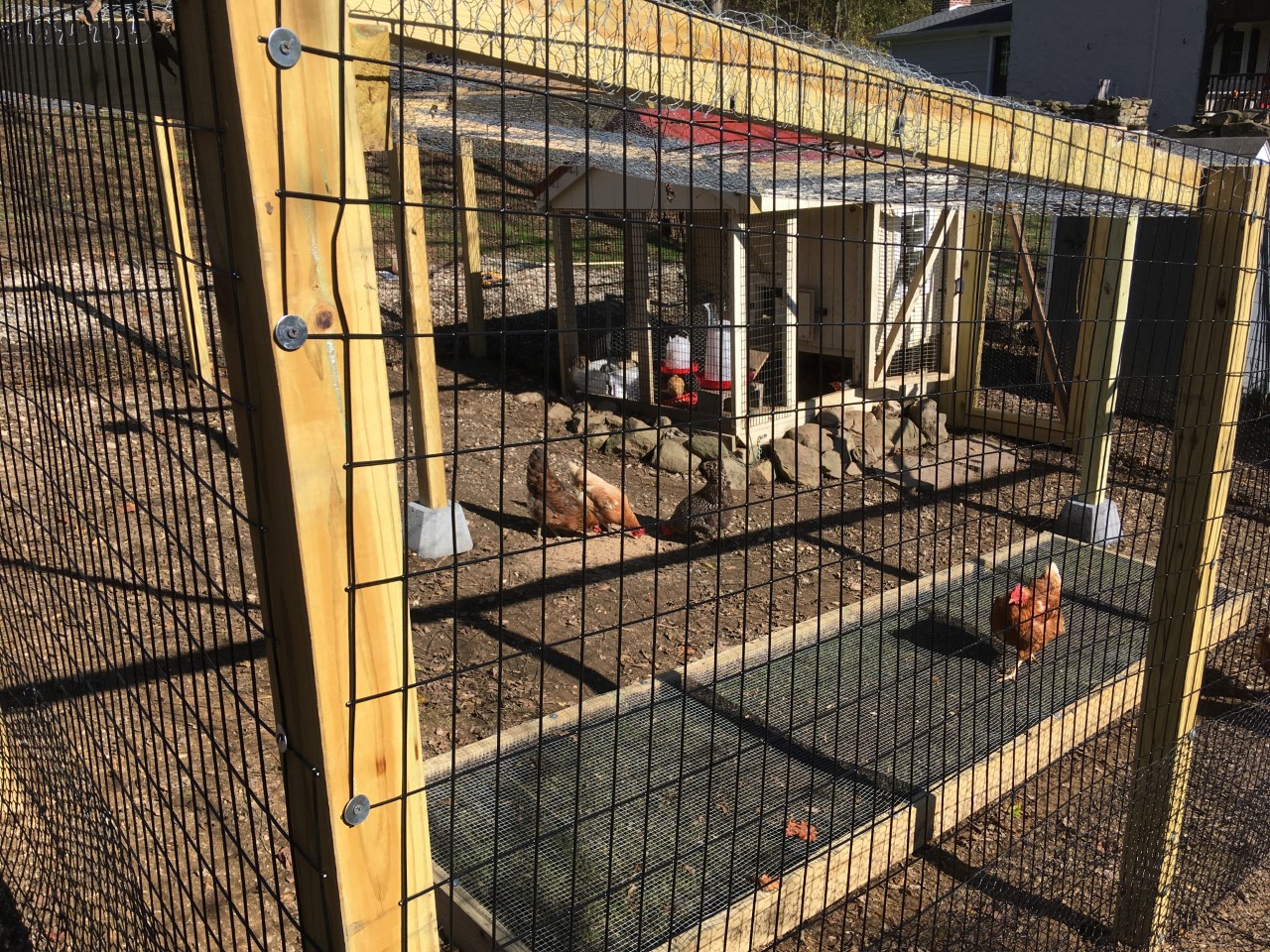 Chicken Coop with Chicken Grass Box